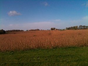 Soybean-field-1-2col.jpg