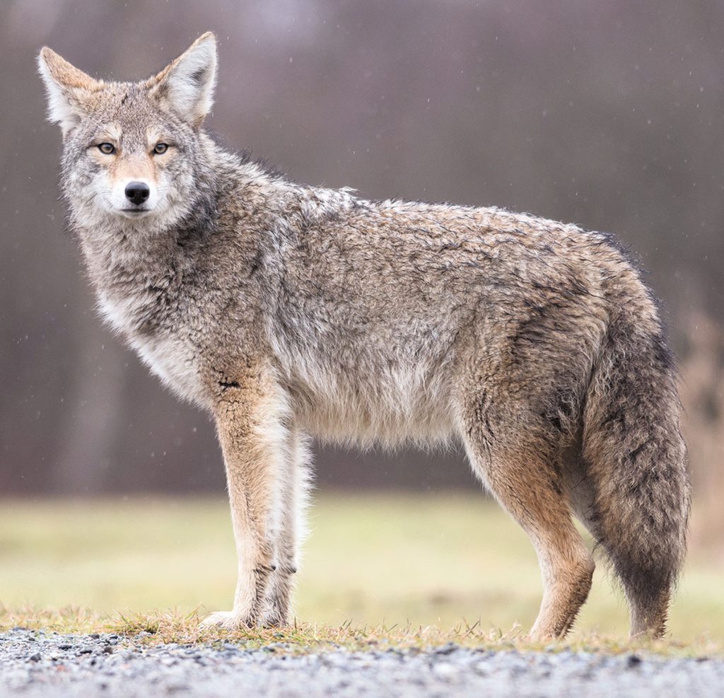 Coyote Hunting Indiana 